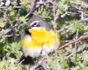 Yellow-Breasted Chat