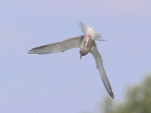 Common Tern