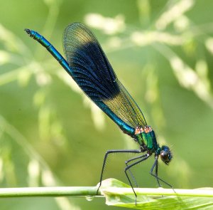 Banded Demoiselle