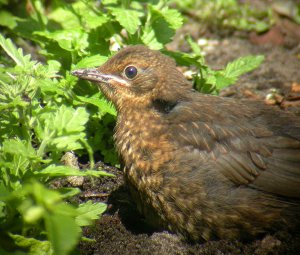 Juvenile Blackbird