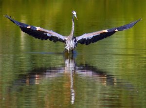 Stretching Great Blue Heron