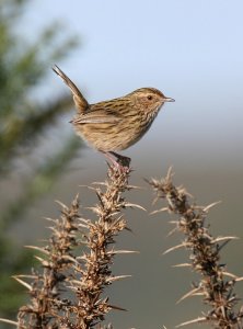 Striated Fieldwren