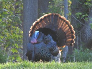 A big fan of Wild Turkey.