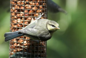 Bluetit on feeder