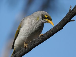 Black-eared Miner