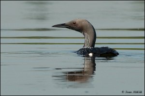 Black-throated Diver