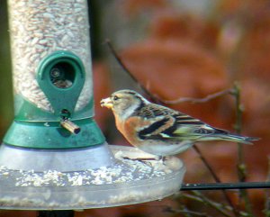 Female Brambling