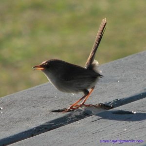 female fairy wren