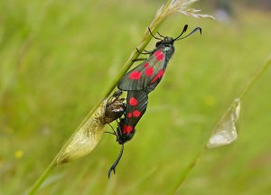 Mating Burnet moths and cocoons.