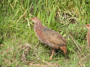 DB - Jackson's Francolin