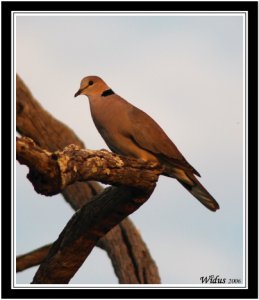 Cape Turtle Dove