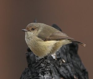 Buff-rumped Thornbill