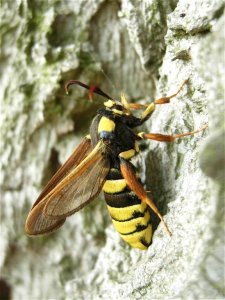 Hornet Moth