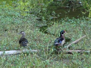 wood_ducks