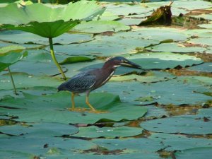 Green Heron