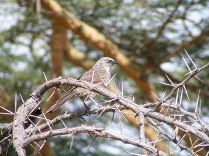 DB - Black-lored Babbler