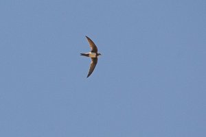 Alpine Swift (Apus melba)