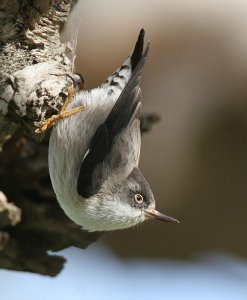 Varied Sittella