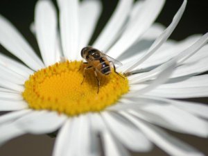 The honey collector