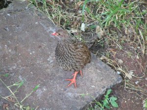 DB - Scaly Francolin