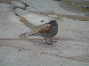 Parrot-billed Sparrow