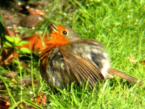 A robin ball