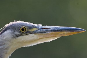 Heron close-up