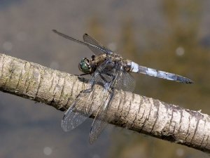 Black Tailed Skimmer