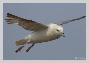 Fulmar