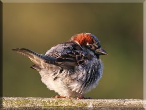 Fluffy House Sparrow