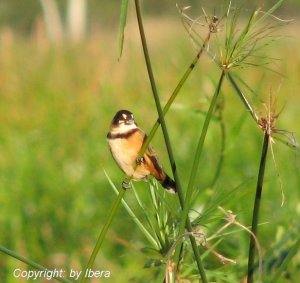 Corbatita Domino Rusty-collared Seedeater