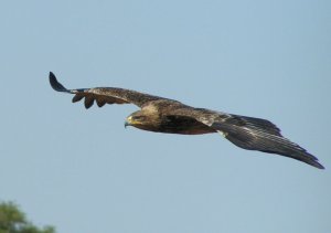 Tawny Eagle