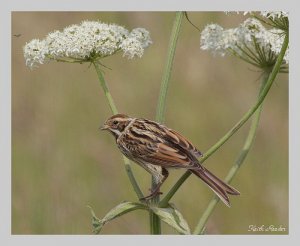 A reed bunting