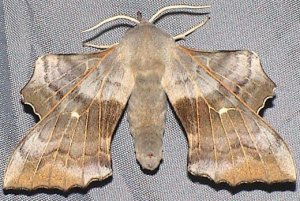 Poplar hawk moth