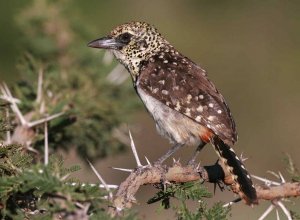 Usambiro/D'Arnaud's Barbet