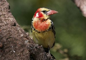 Red and Yellow Barbet