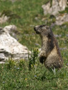 French marmot
