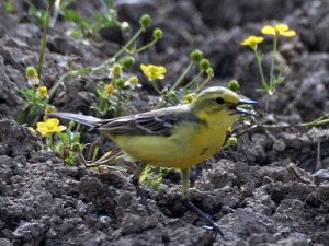 Another Yellow wagtail