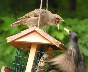 Starling feeding her young