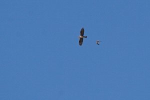 Bonelli's Eagle (Hieraaetus fasciatus) mobbed by Montagu's Harrier (Circu