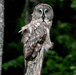 Great Grey Owl - Birding in Belarus