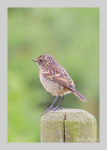 I'm a stonechat - it's what I do...