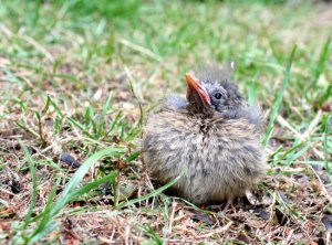 BALL OF FLUFF