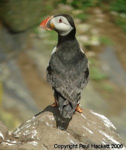 Puffin Isle of May