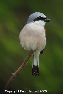 Red Backed Shrike -  Adult Male