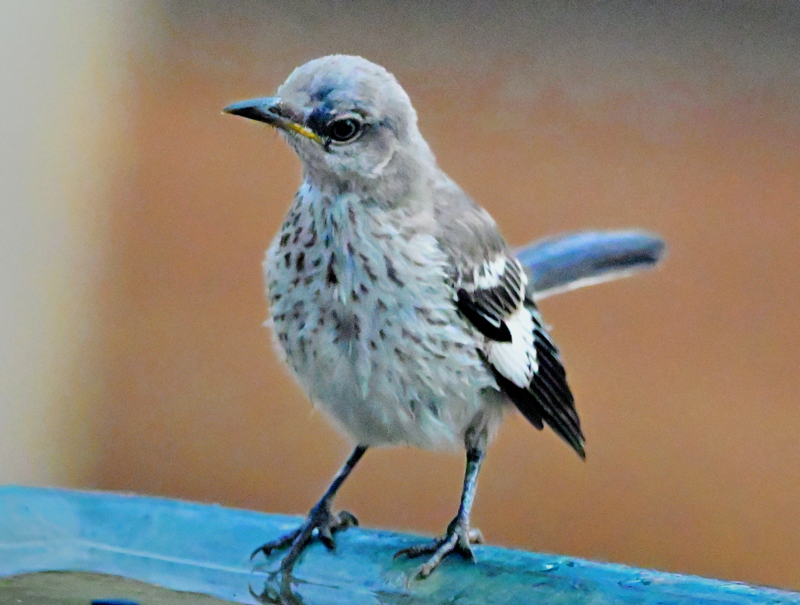 “Hello World” — Northern Mockingbird