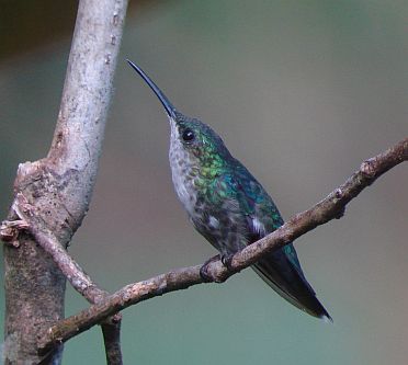 1 Violet-crowned Woodnymph completes a triangle