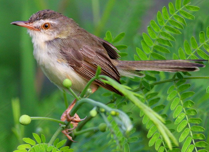 10-3-10 non-breeding Rufescent Prinia, Saraburi, Thailand