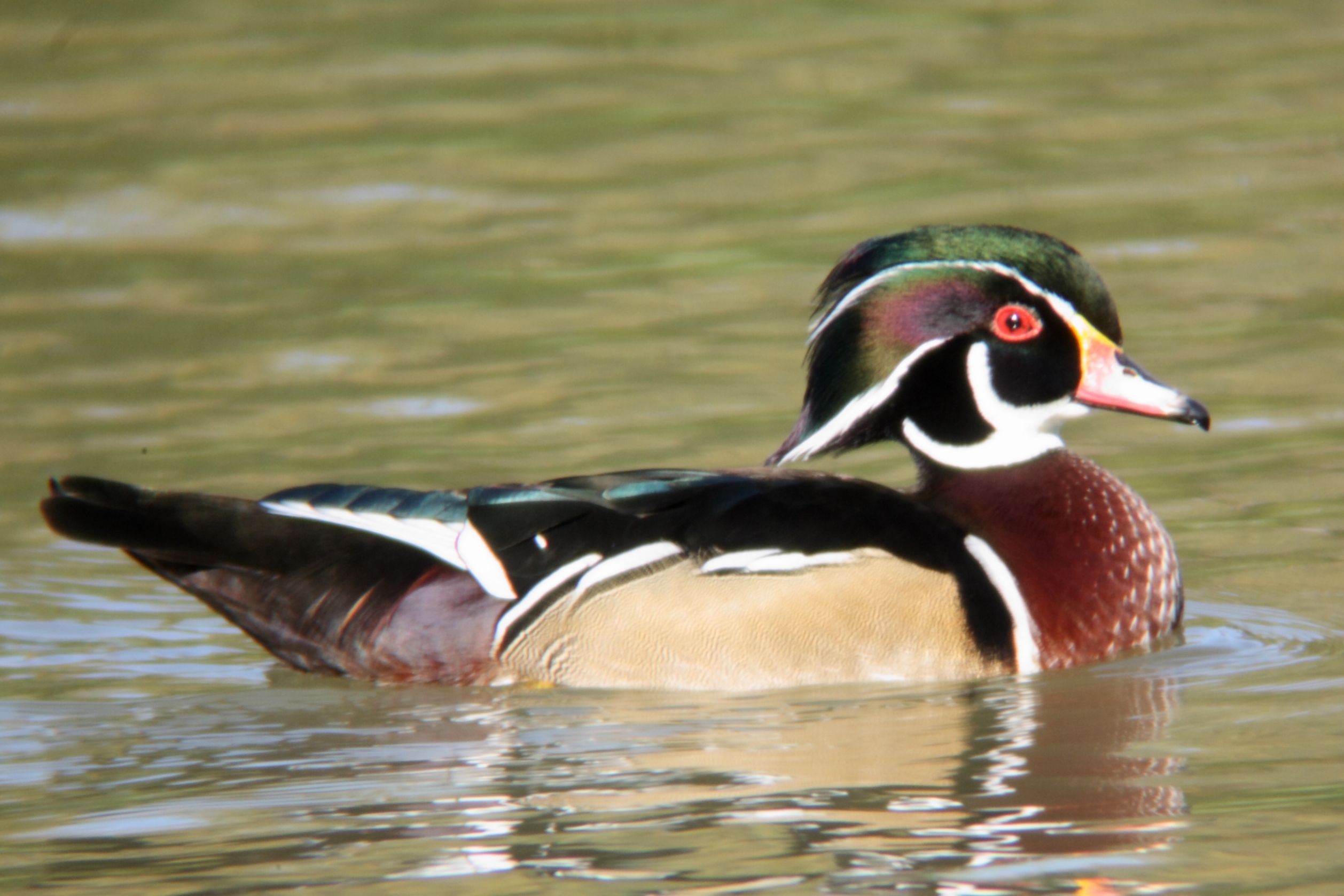 13- Canard carolin Aix sponsa Wood Duck- 19 octobre 2010.jpg