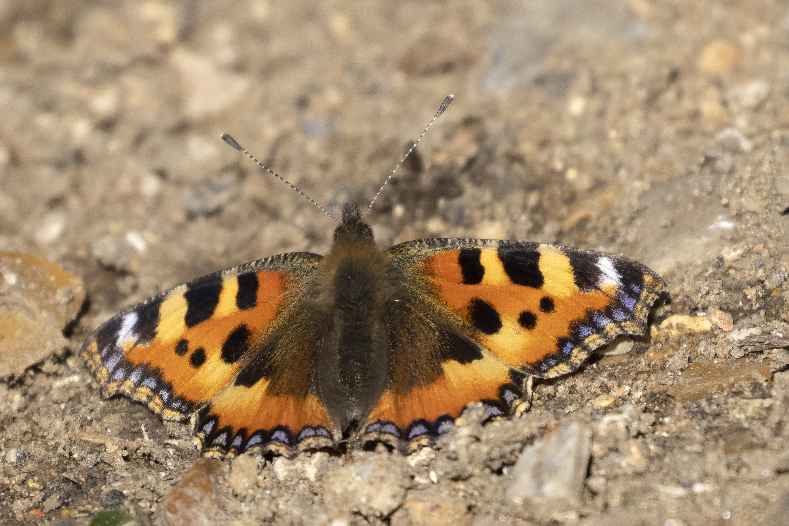 1353 Small Tortoiseshell.jpg